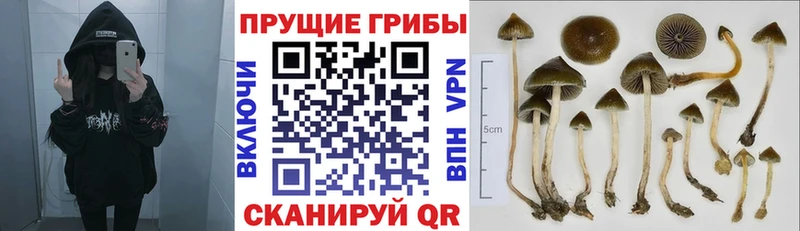 Псилоцибиновые грибы MAGIC MUSHROOMS  закладки  Дорогобуж 